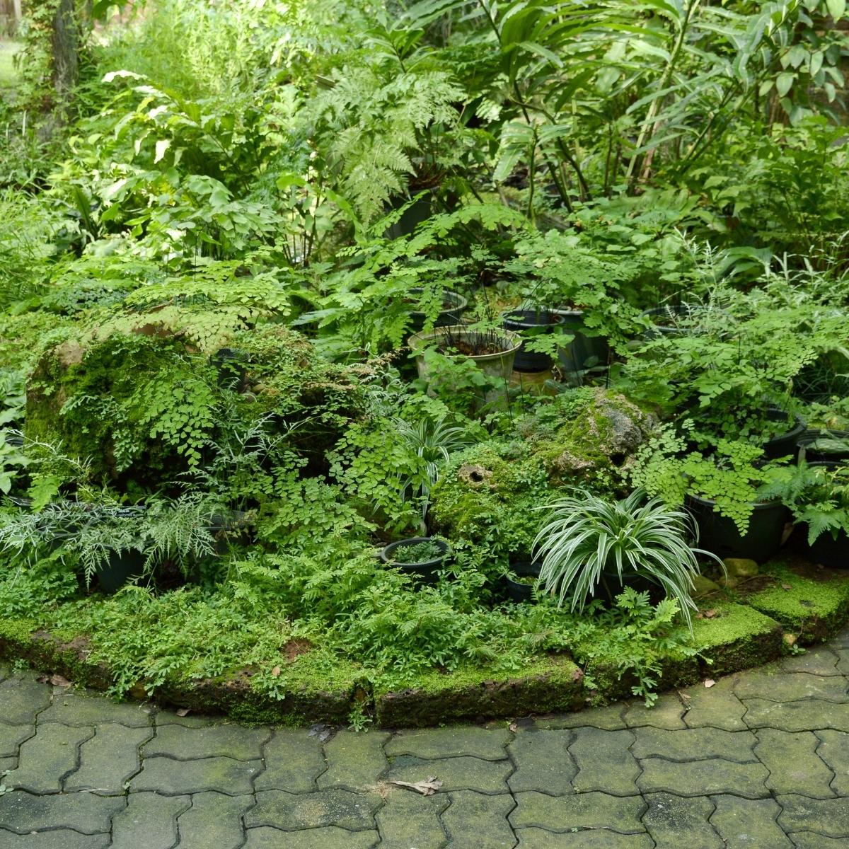 shady garden with various species of ferns