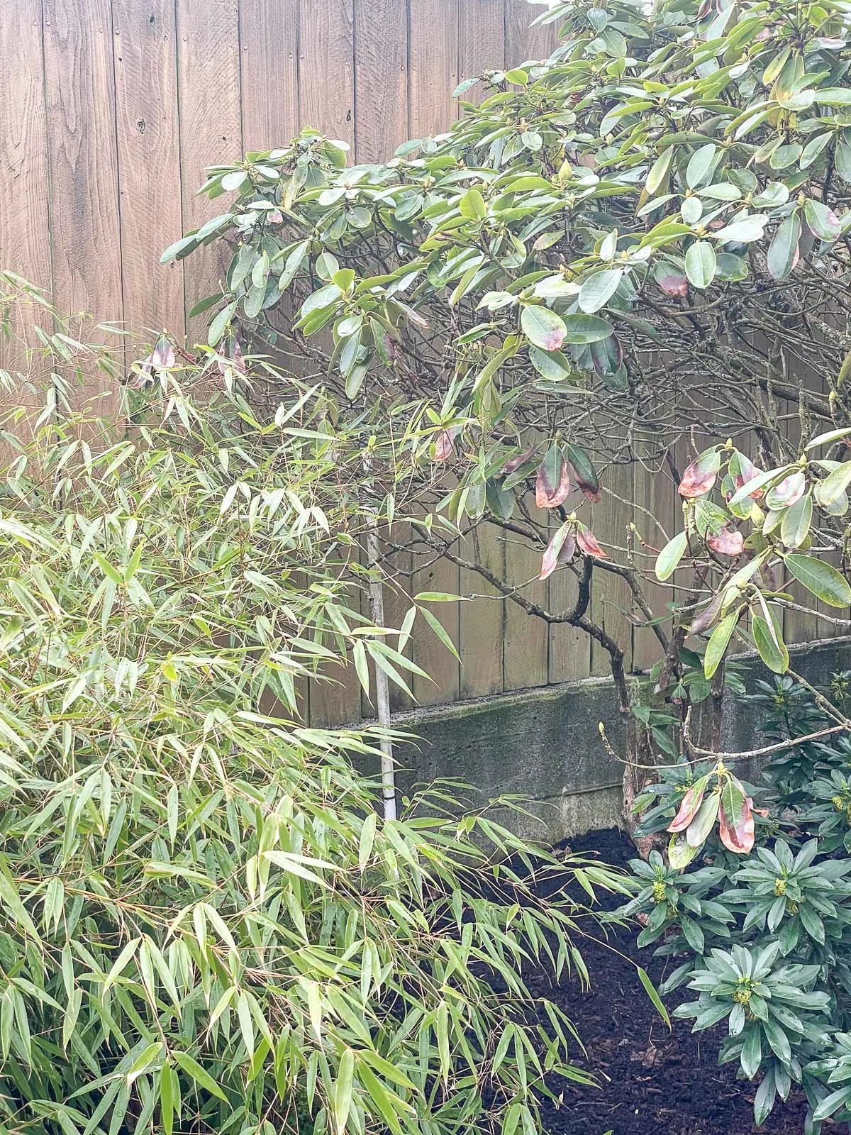 in-ground sprinkler system blocked by tall plants