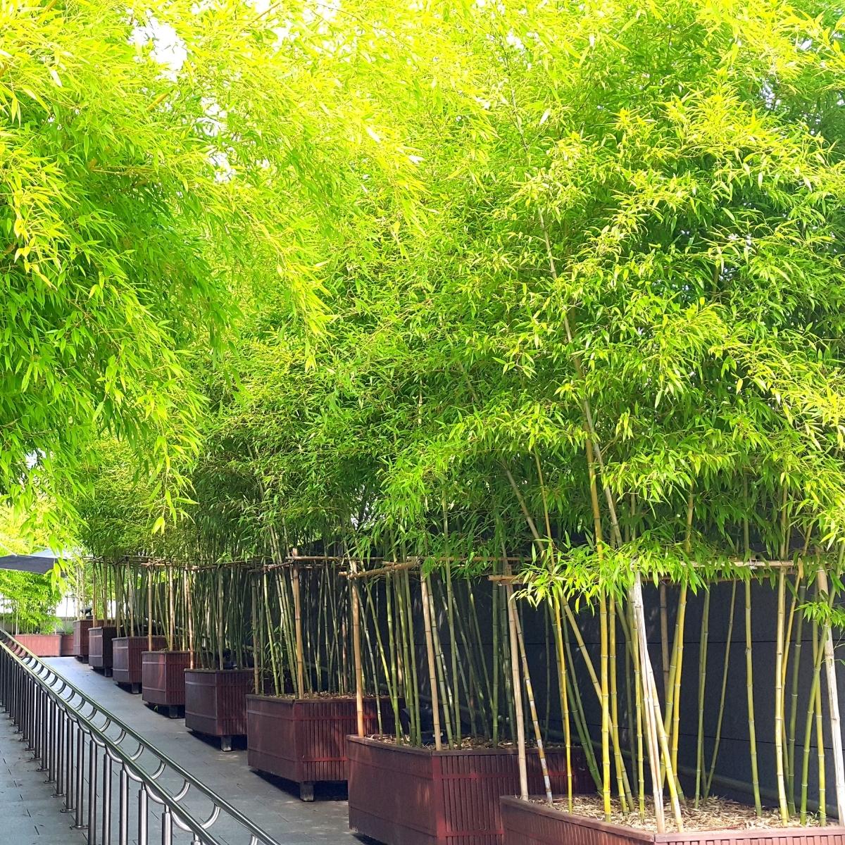 Privacy Solution for Small Spaces: Bamboo in Containers for Your