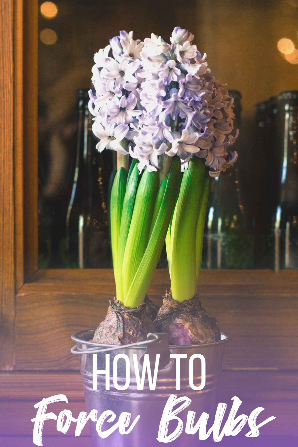 how to force bulbs with image of hyacinth growing in container indoors