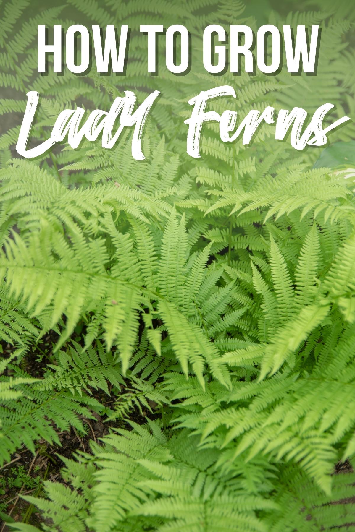 how to grow lady ferns