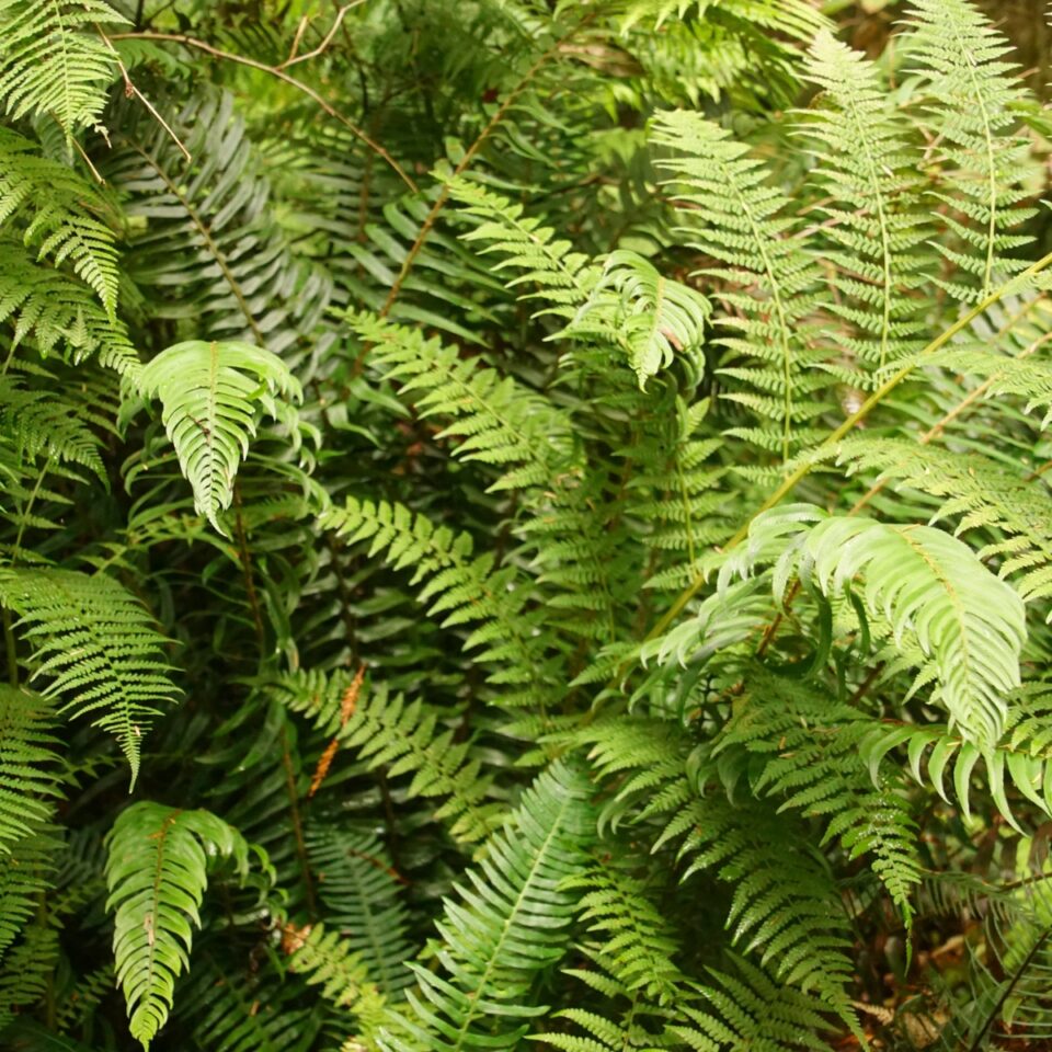 How to Grow Lady Ferns in Your Garden - growhappierplants.com