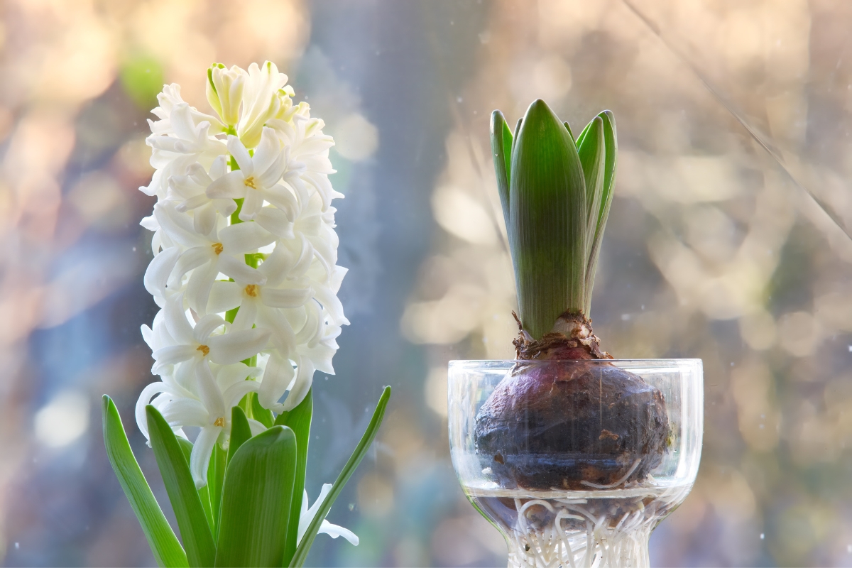 hyacinth bulb in water vase