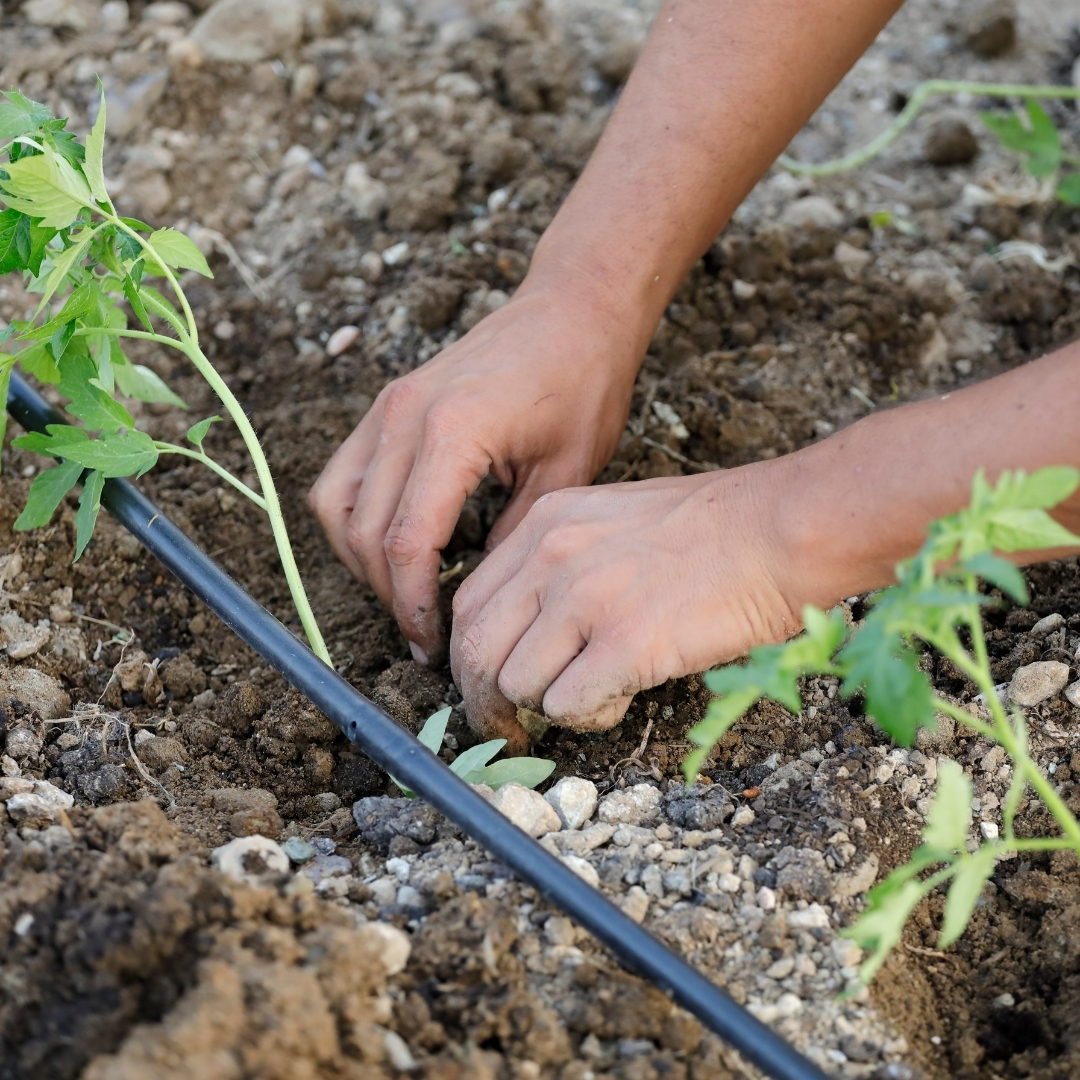 installing drip irrigation along a row of plants