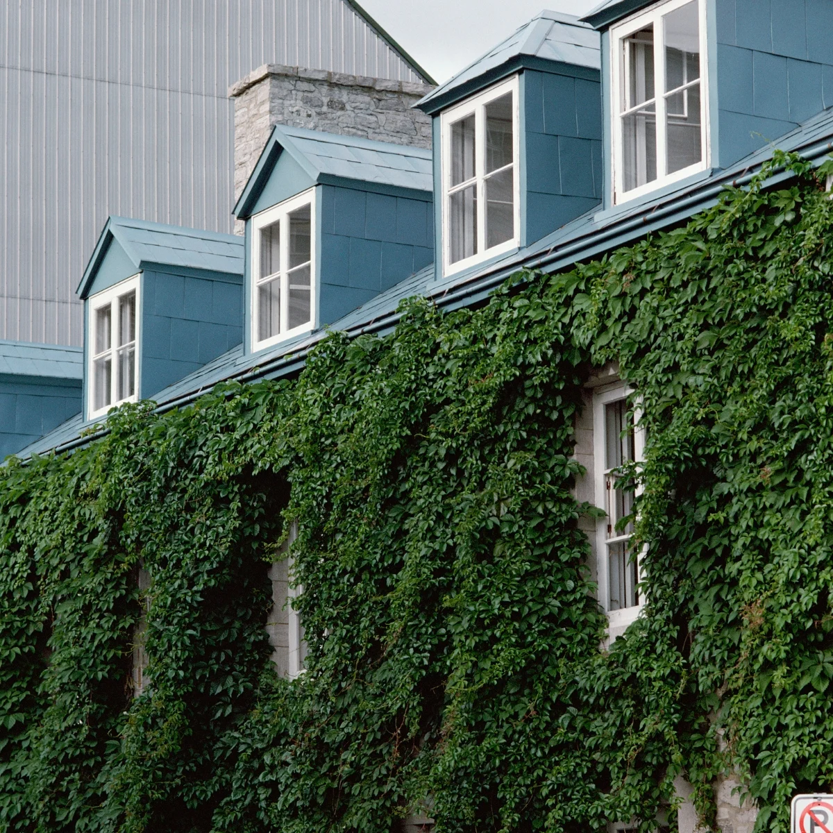 ivy covering the side of a brick building