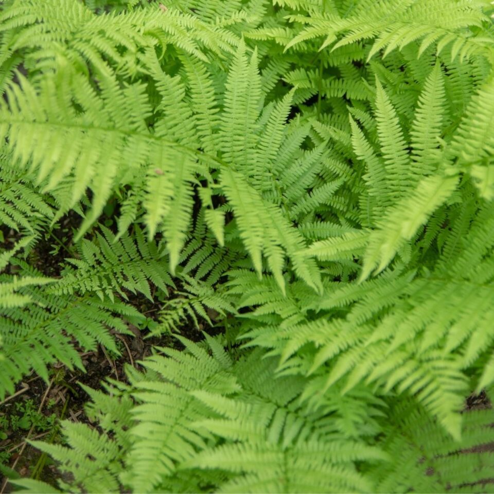 How to Grow Western Sword Ferns - growhappierplants.com