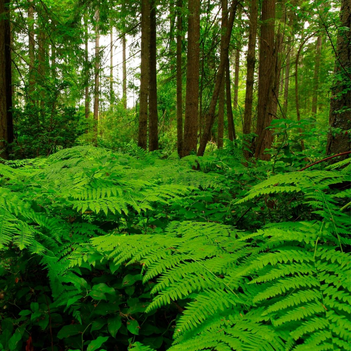 lady ferns in forest