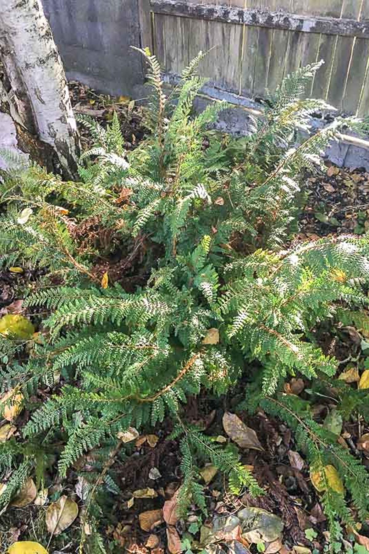 large sword fern growing in garden bed