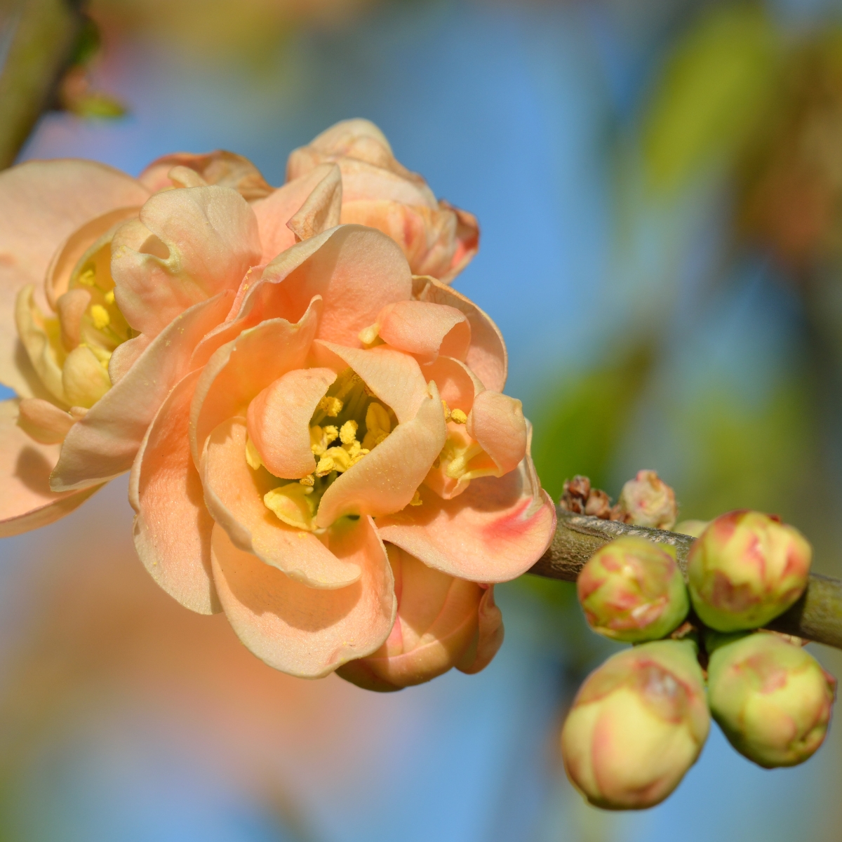 orange flowering quince