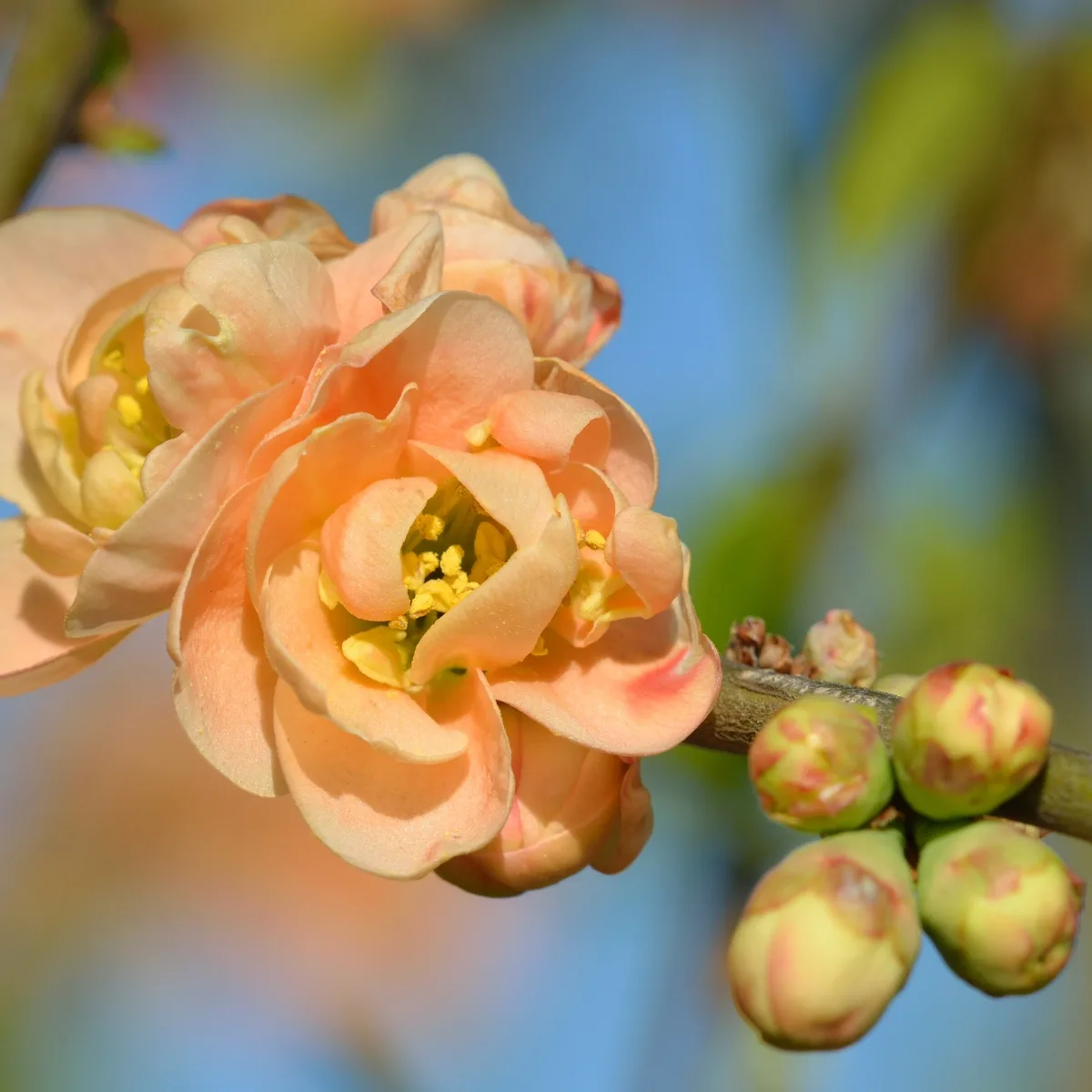 orange flowering quince