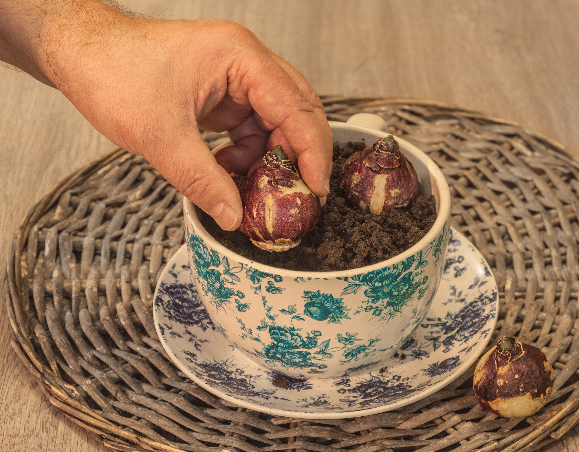 planting hyacinth bulbs in vintage tea cup for indoor forcing