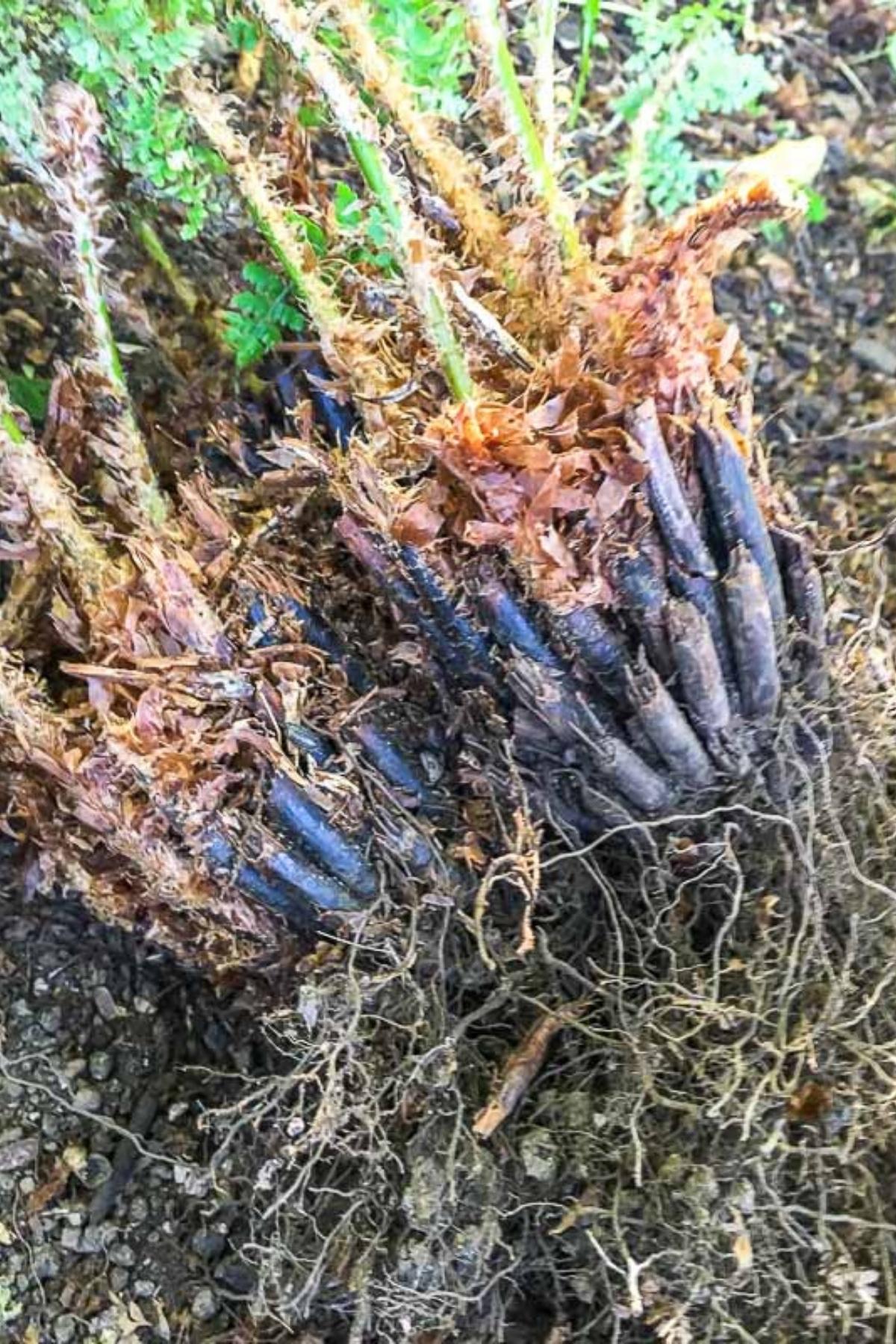 roots of sword fern