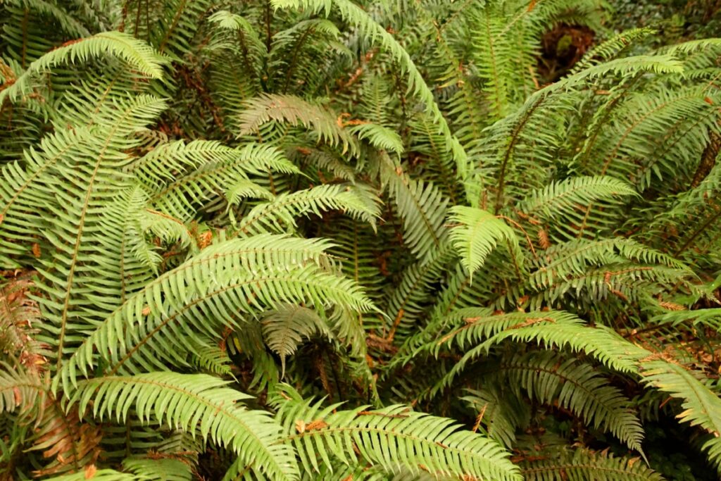 How to Grow Western Sword Ferns - growhappierplants.com