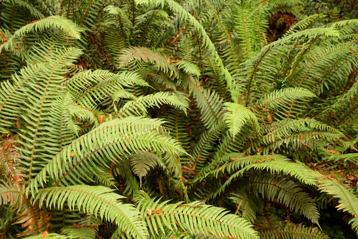 row of western sword ferns