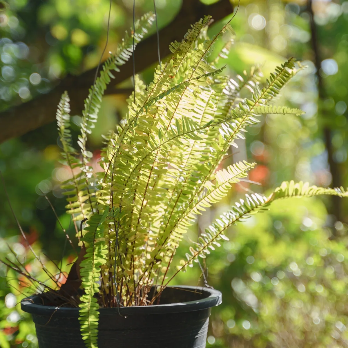 Sword fern in a pot