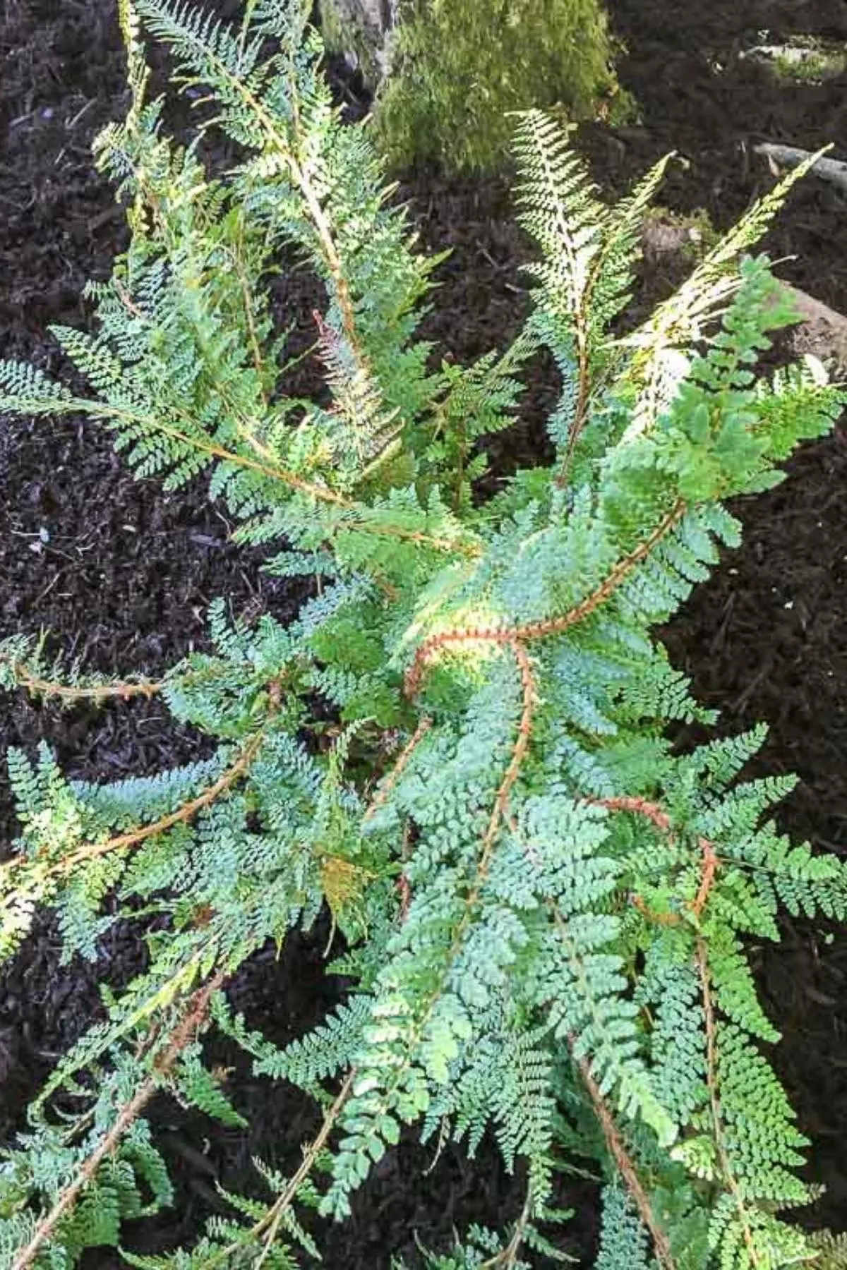sword fern with mulch over soil