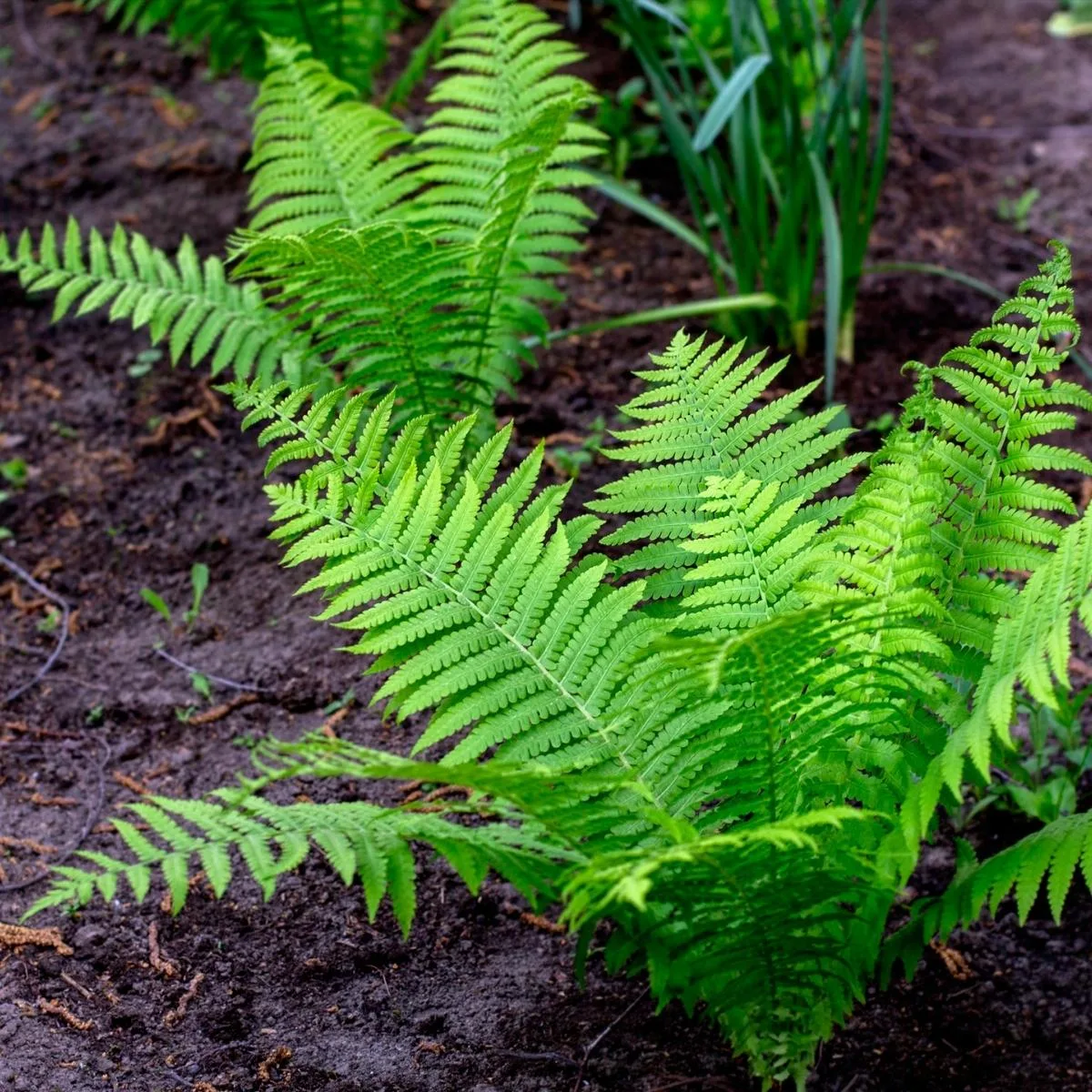 transplanting ferns in garden