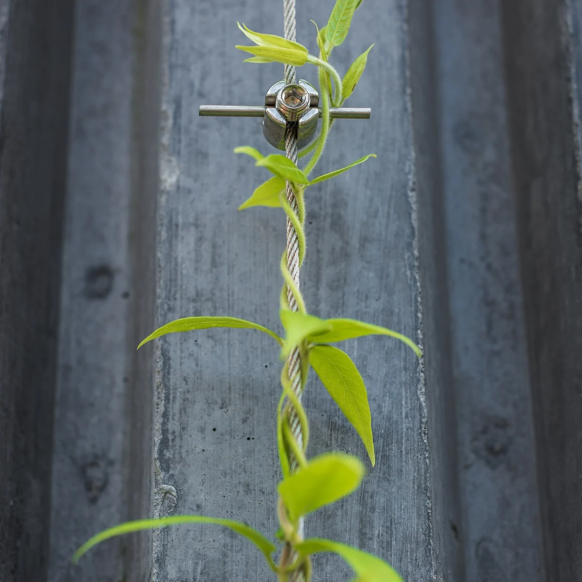 flowering vine twining around metal wire