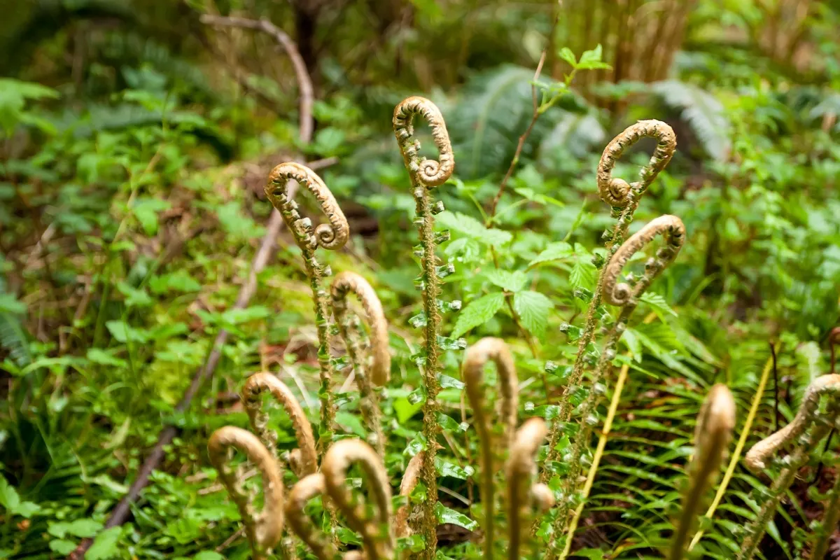 Western sword fern fiddleheads