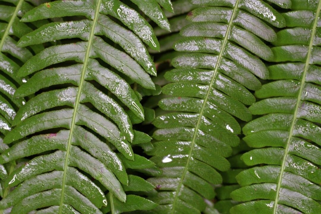 Tips for Transplanting Ferns Successfully