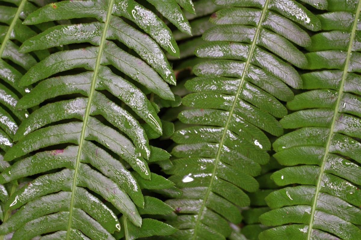 wet fern leaves after rain