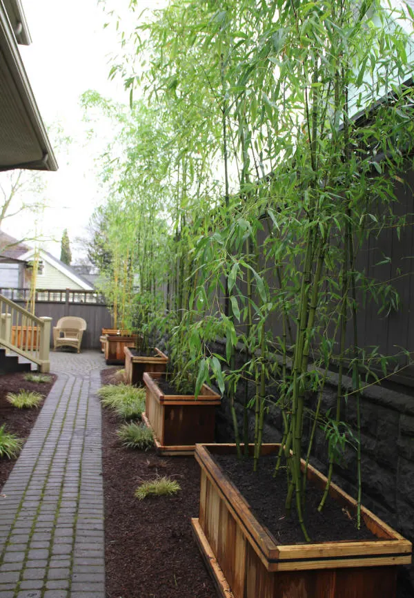 Privacy Solution for Small Spaces: Bamboo in Containers for Your