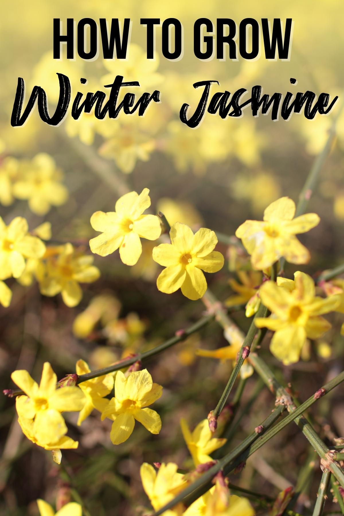 how to grow winter jasmine