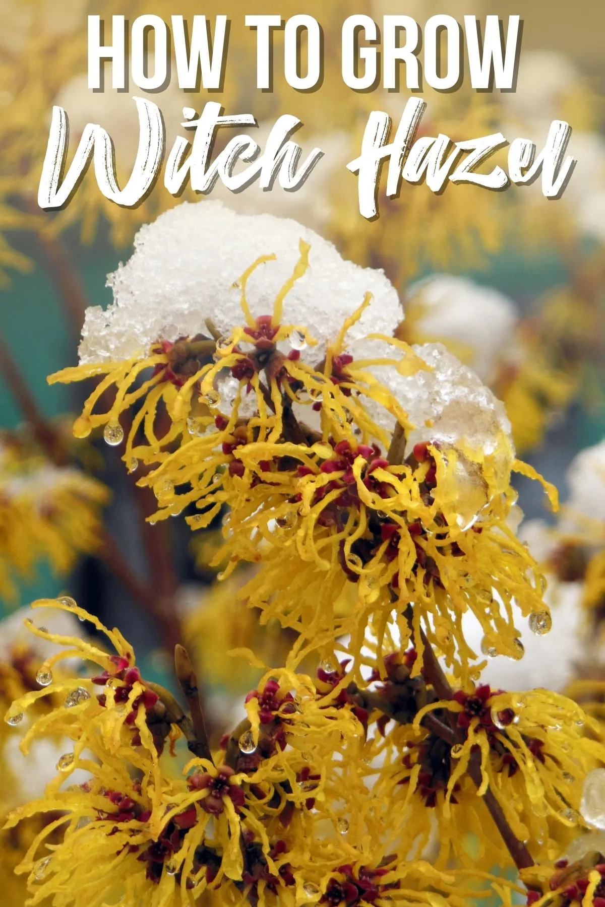 how to grow witch hazel