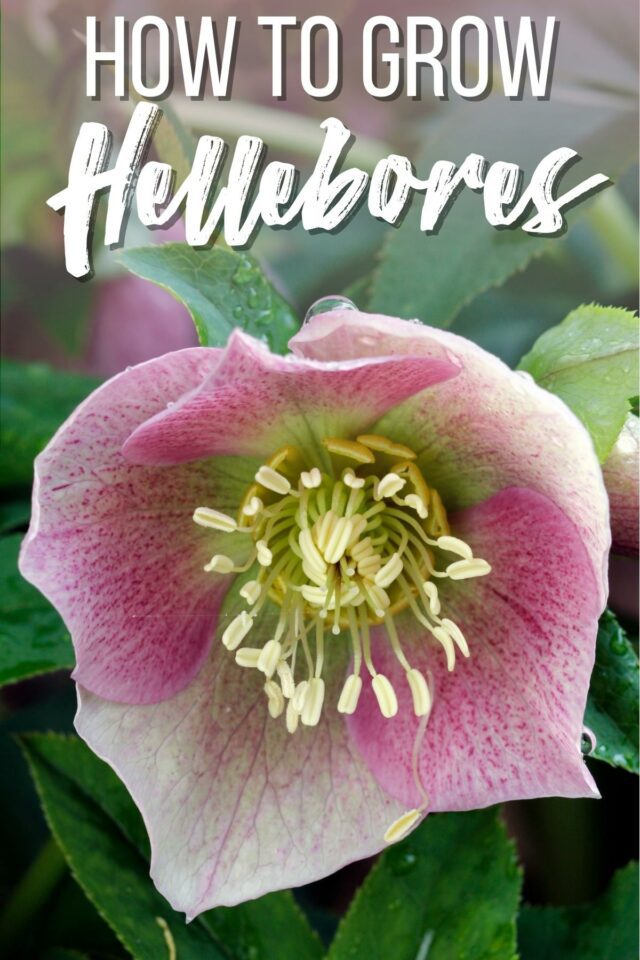 How to Grow and Care for Hellebores
