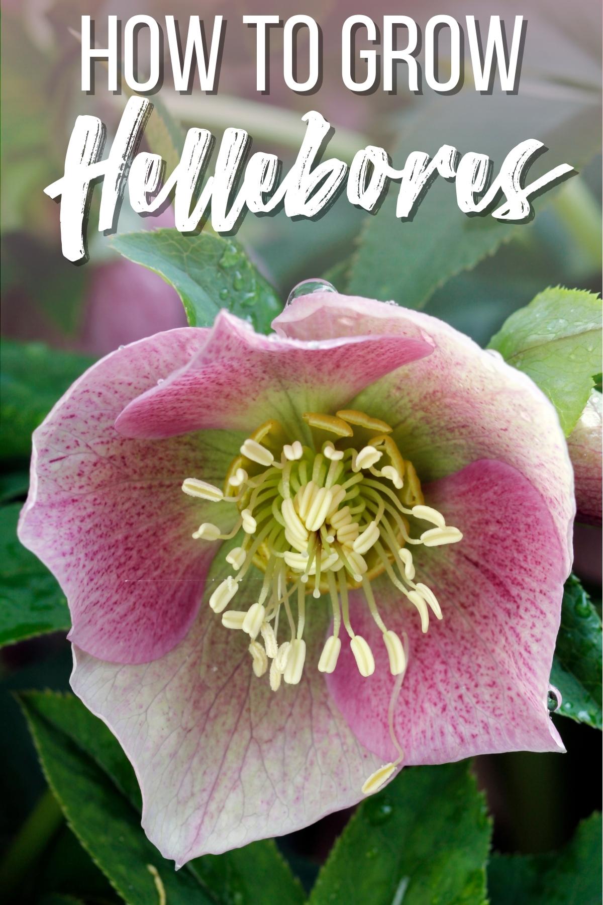 how to grow hellebores