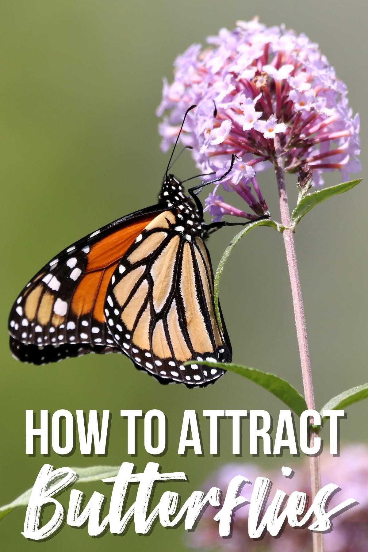 how to attract butterflies