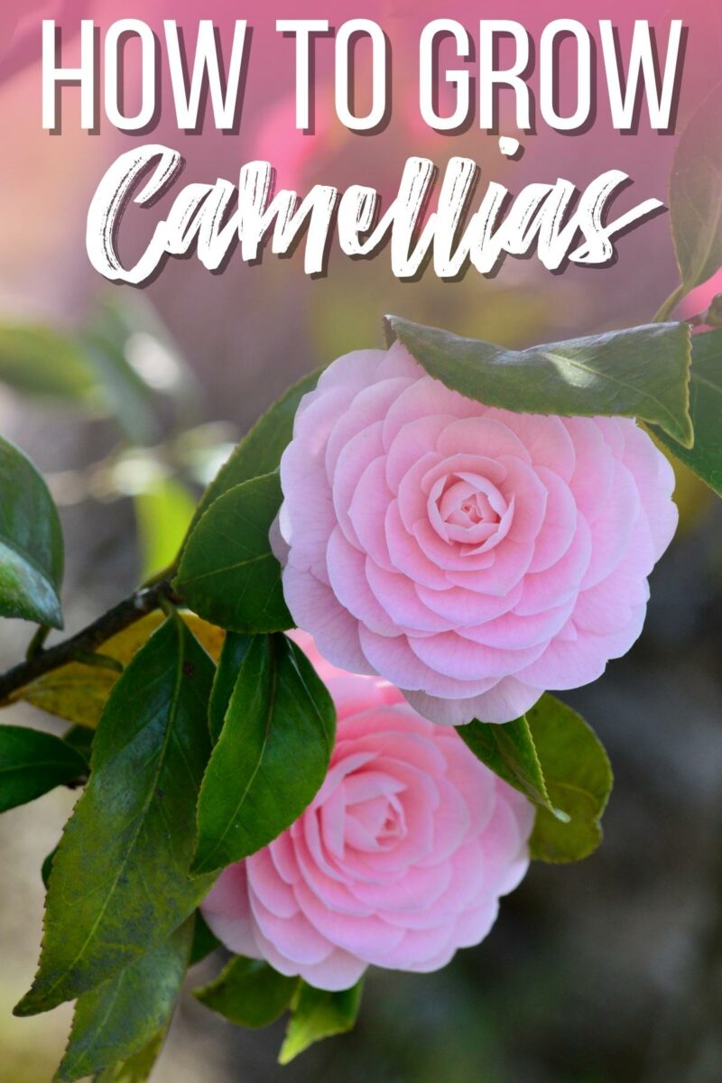 How to Grow and Care for Camellias