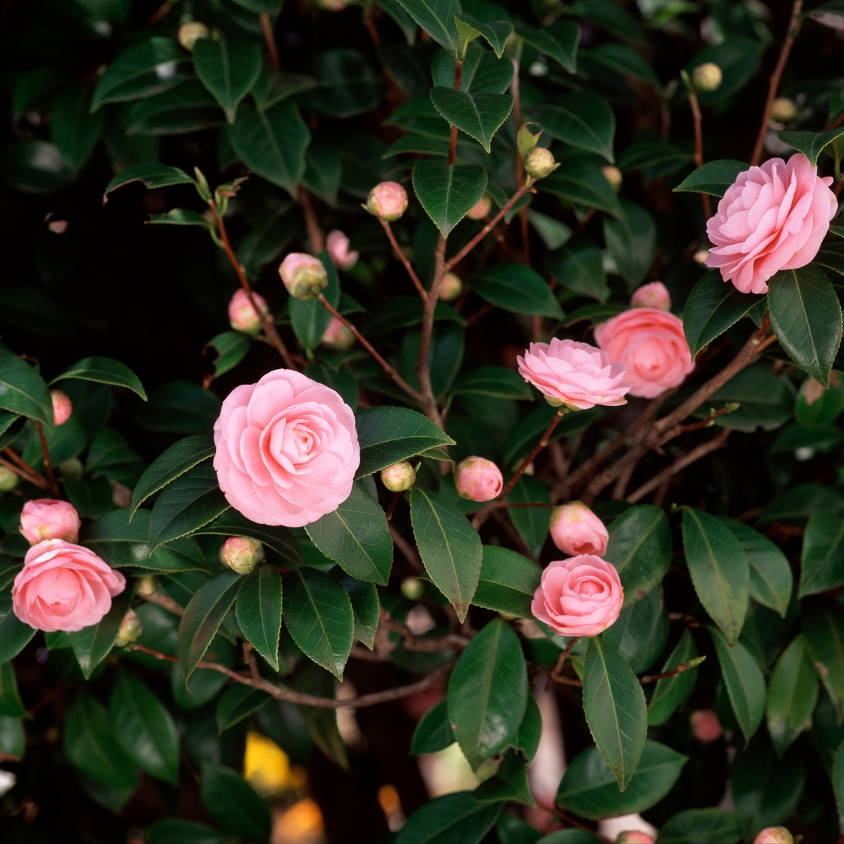 numerous buds on pink camellia shrub