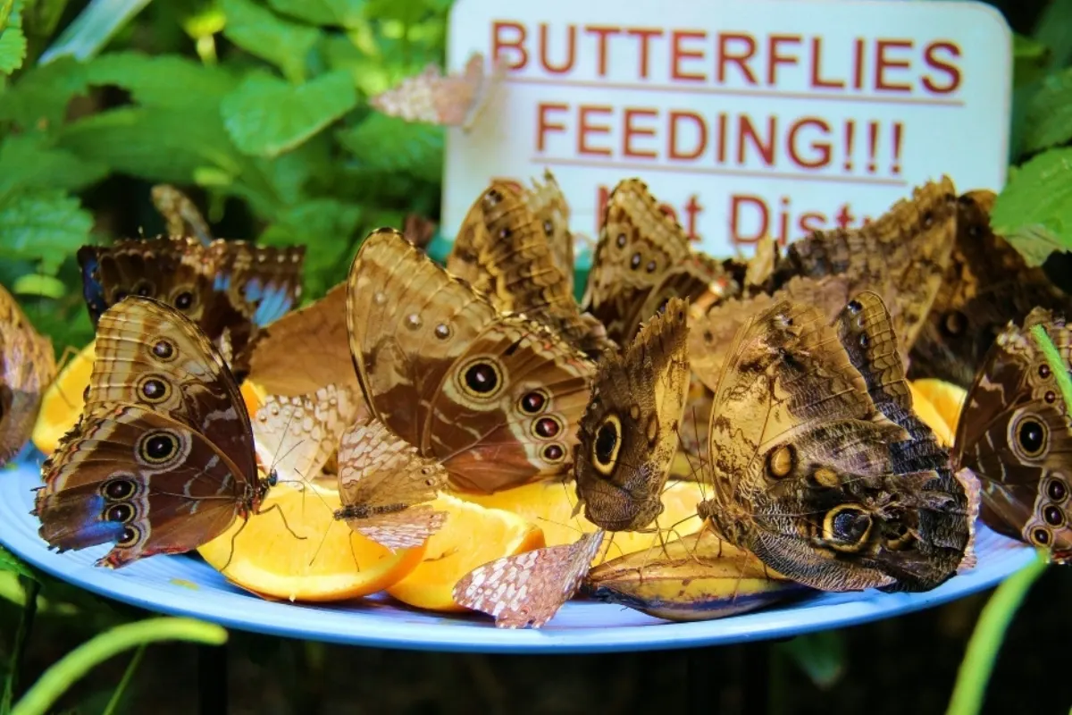 butterflies feeding on orange slices