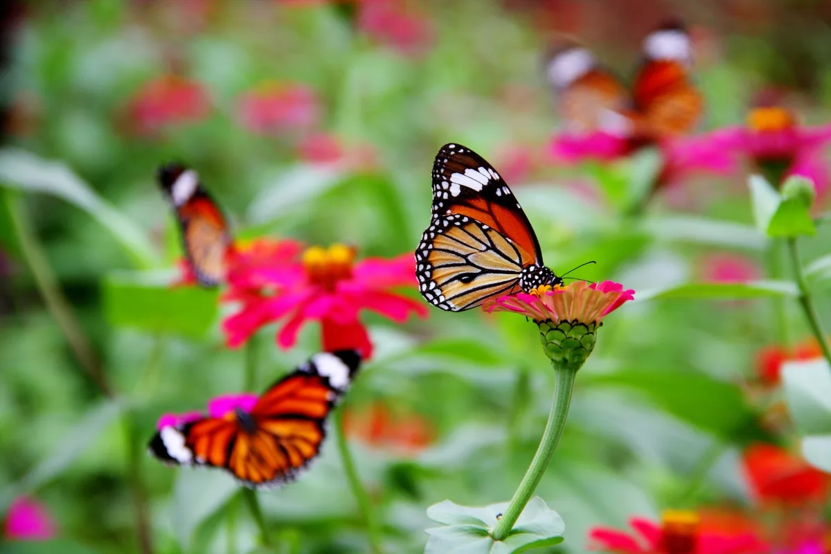 butterflies on zinnias in a garden