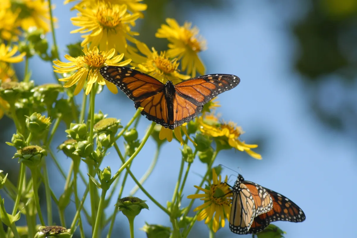 butterflies on yellow flowers in the sun