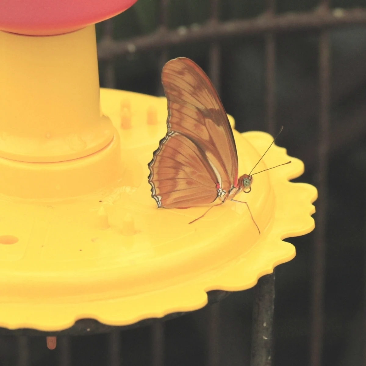 butterfly on butterfly nectar feeder