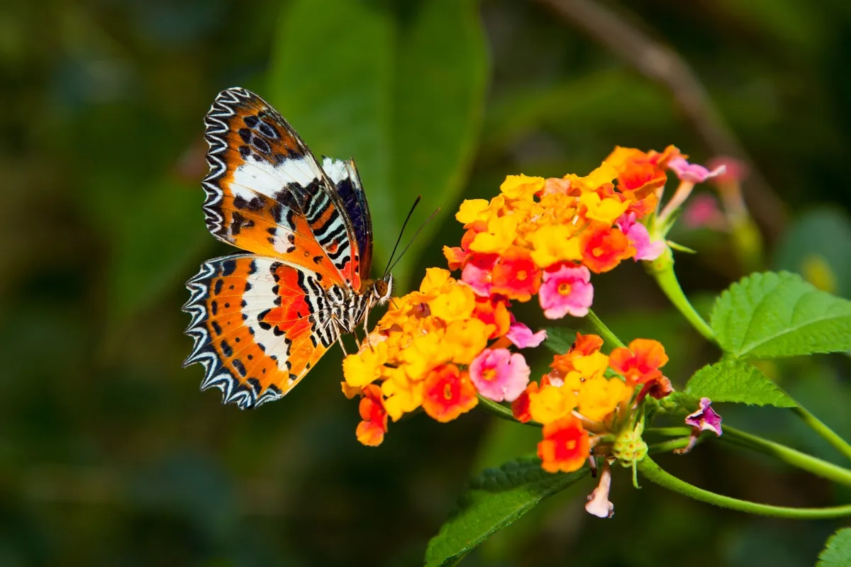 butterfly on orange and pink flower
