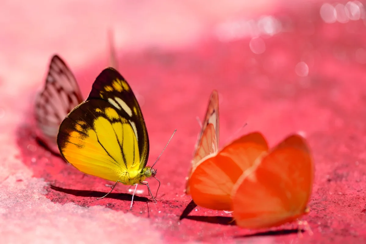butterflies on pink sand butterfly puddler