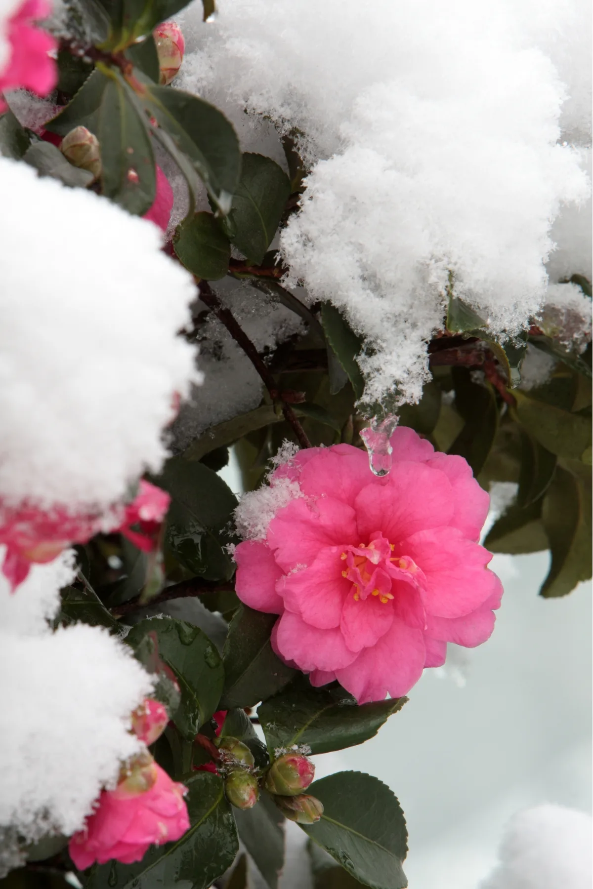 pink camellia blooming in snow