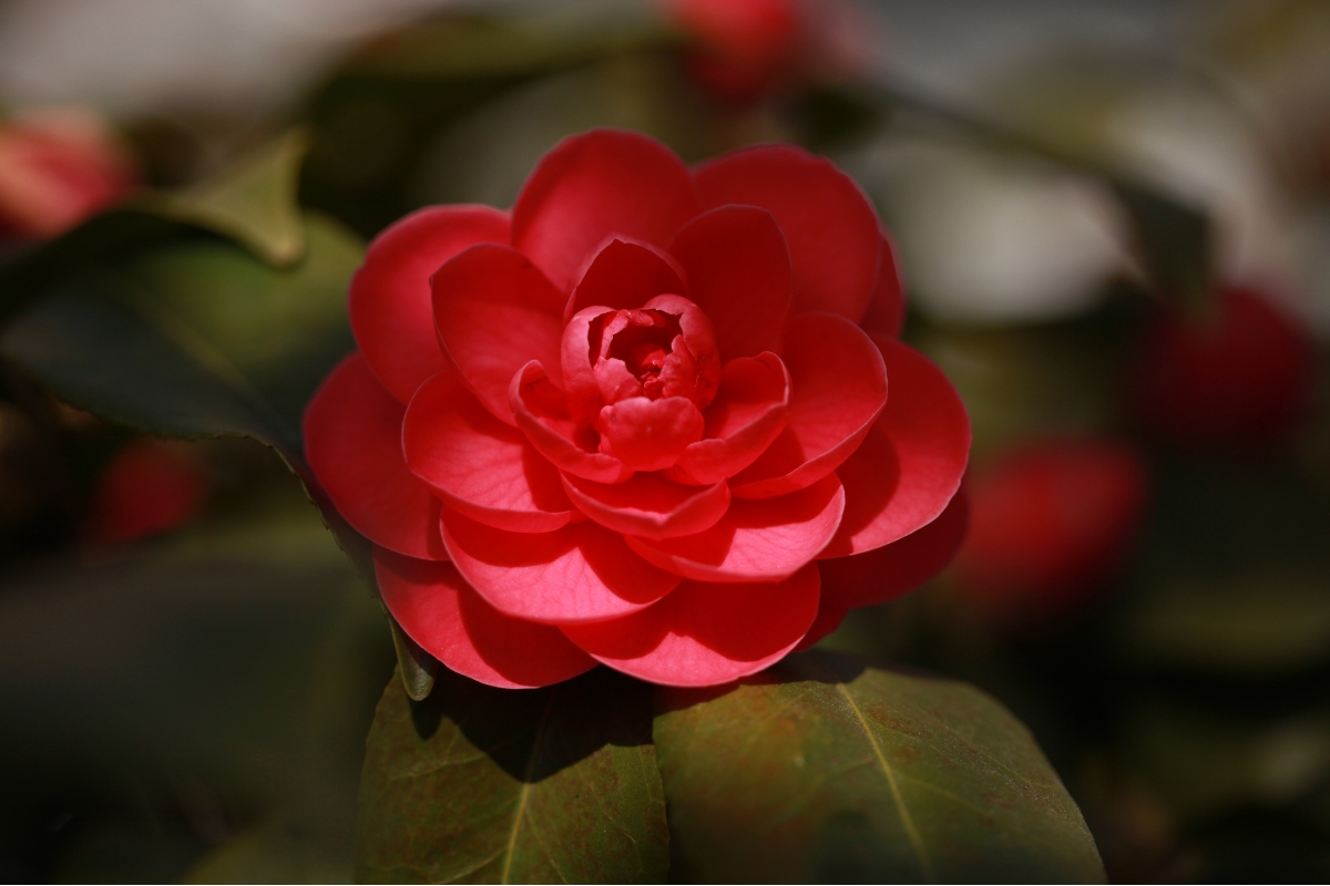 reddish pink camellia flower blooming in dappled shade