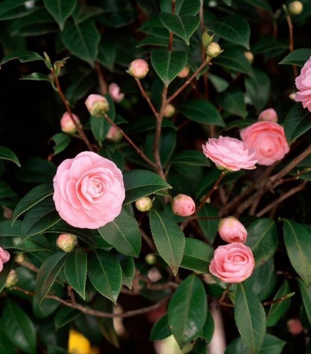 pink camellias with dark green leaves