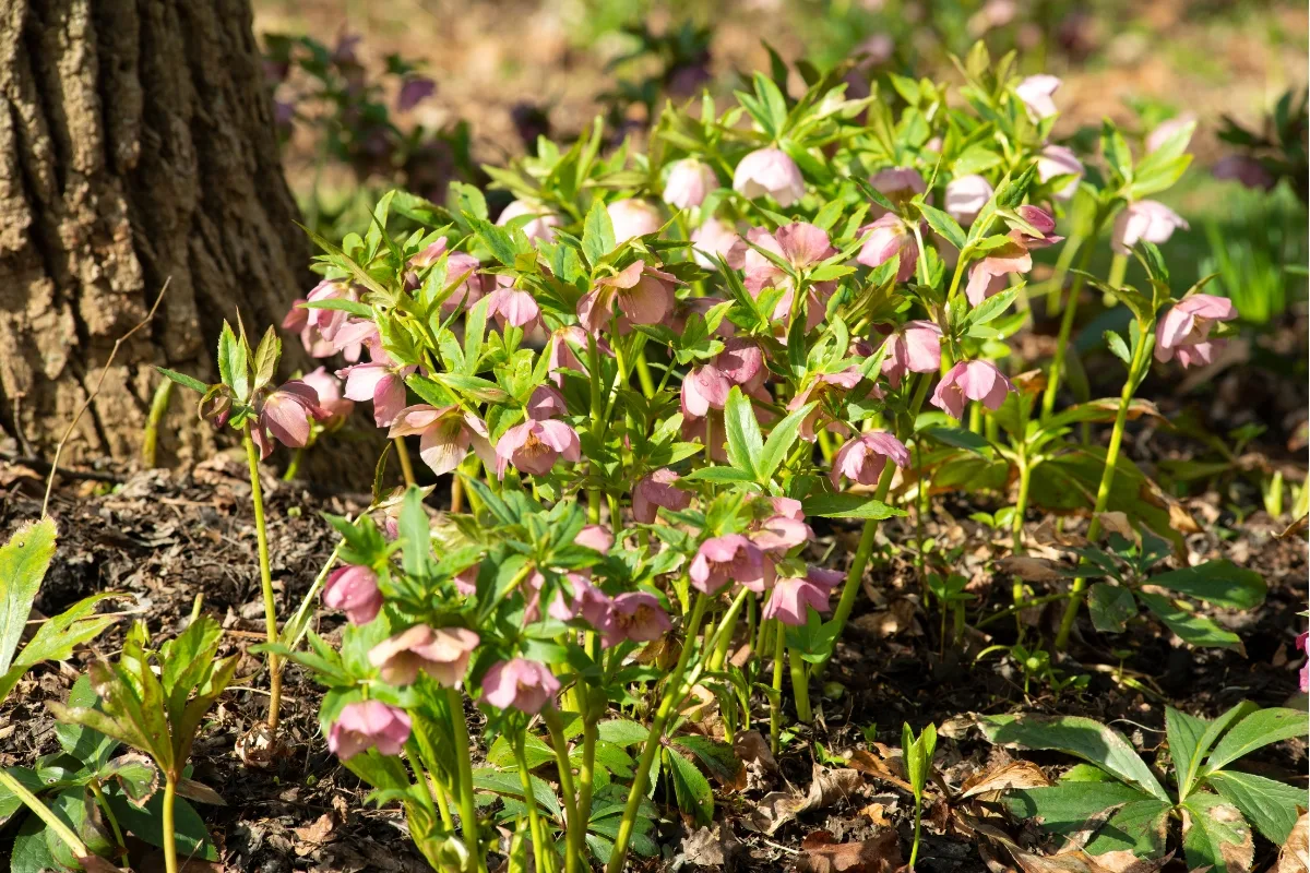 clump of hellebores on a slope with blooms facing downhill