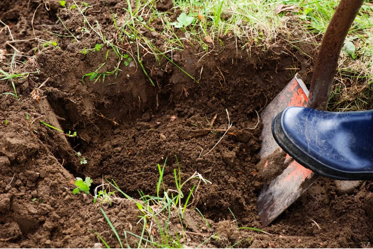 digging a hole in the garden for a large shrub