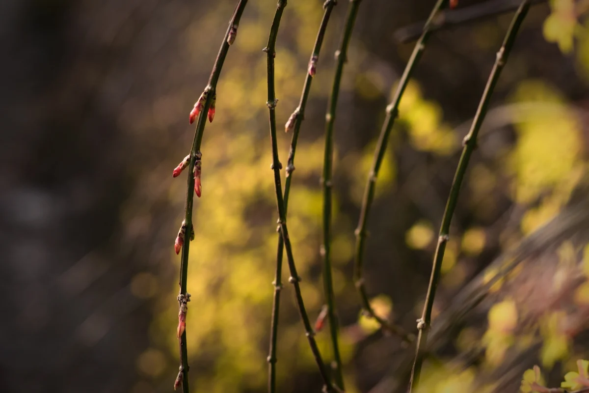 downward facing winter jasmine branches that could sprout new roots if they touch the ground