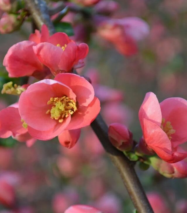closeup image of pink flowering quince