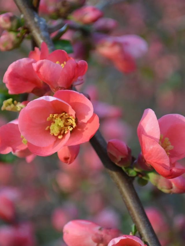 ALL YOU NEED TO KNOW ABOUT FLOWERING QUINCE