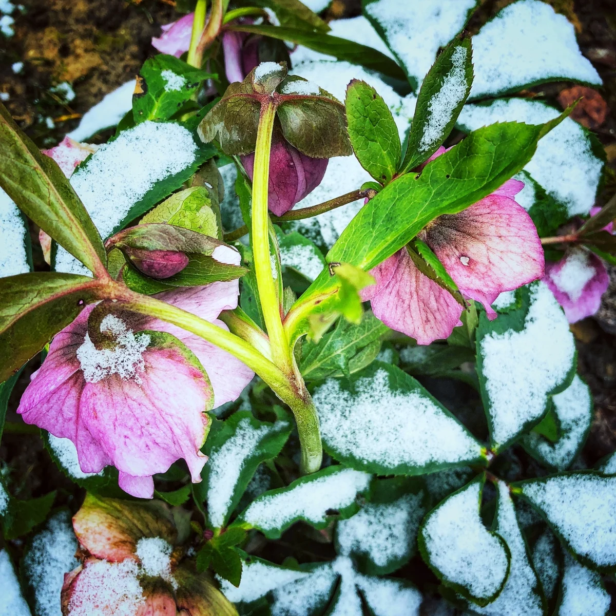 hellebore blooming in the snow
