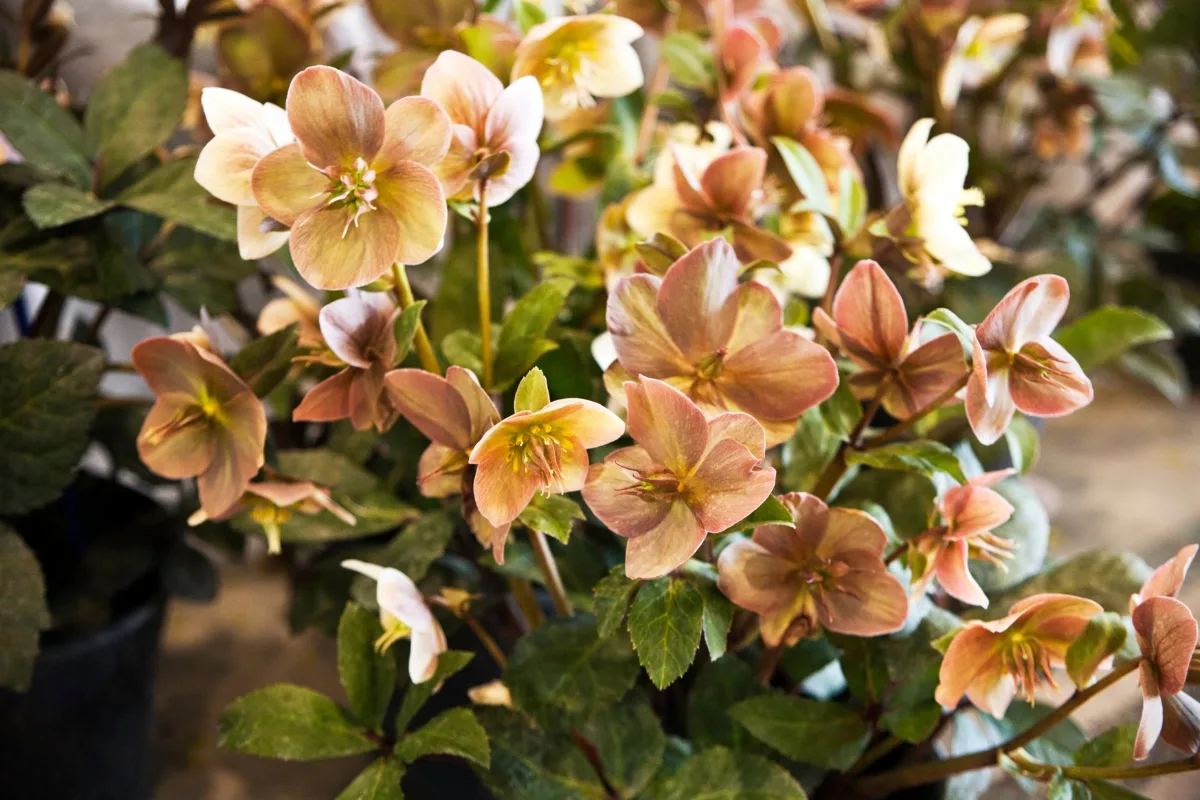 hellebores in nursery containers