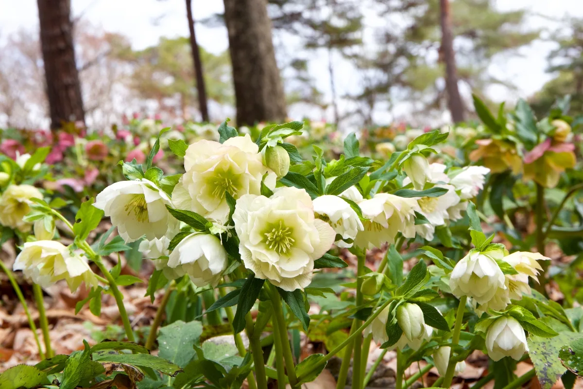 hellebores blooming in woodland garden